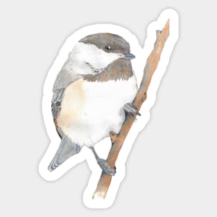 Black-capped Chickadee Poecile atricapillus watercolor portrait Sticker